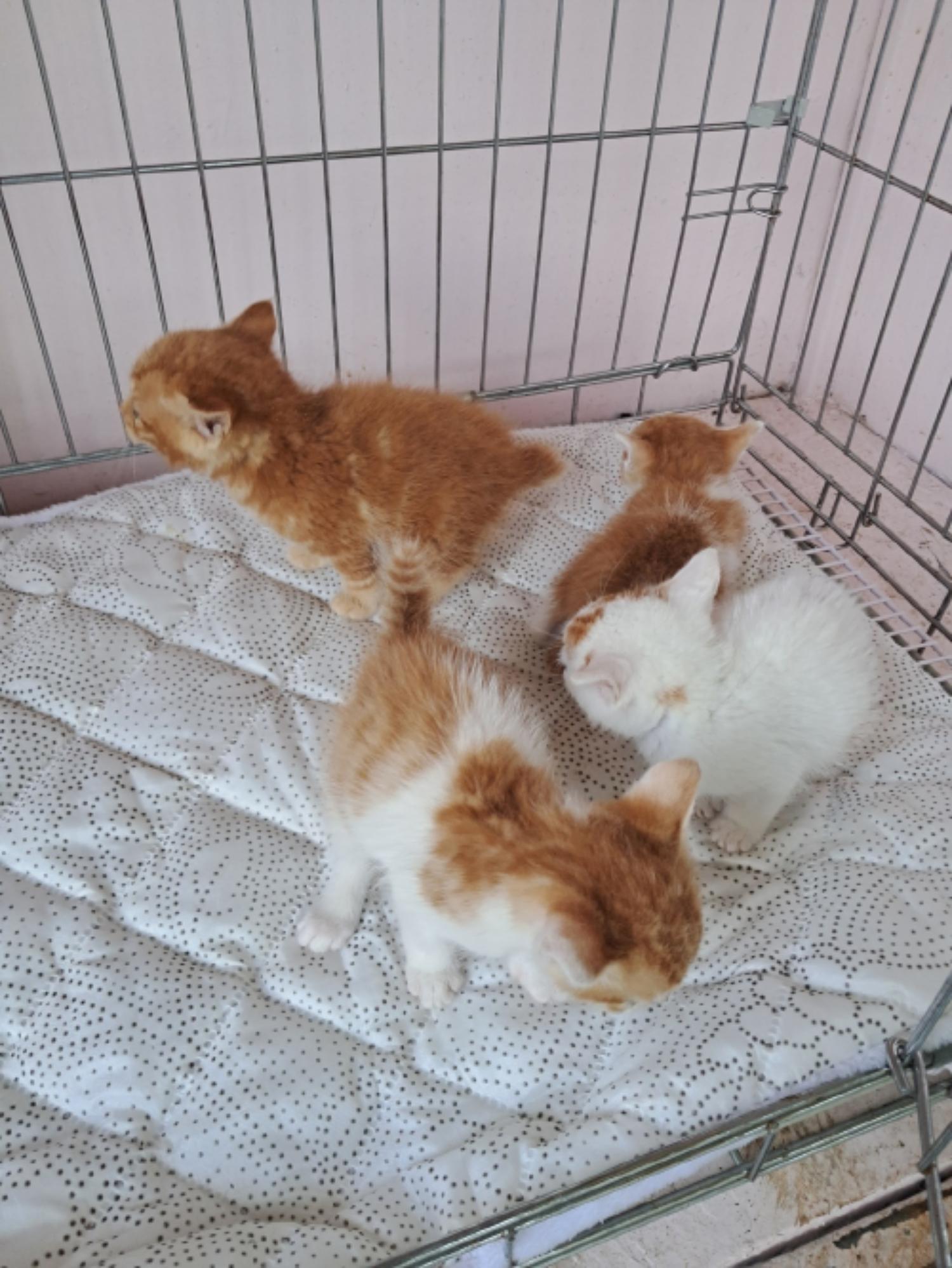 유기동물및관리협회_448535202300586