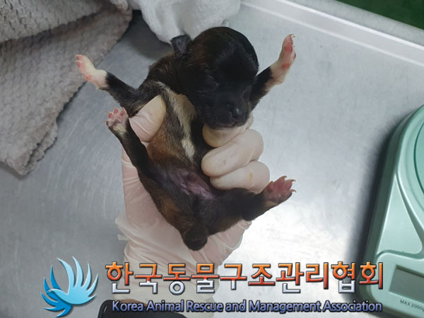 한국동물구조관리협회_441560202300448