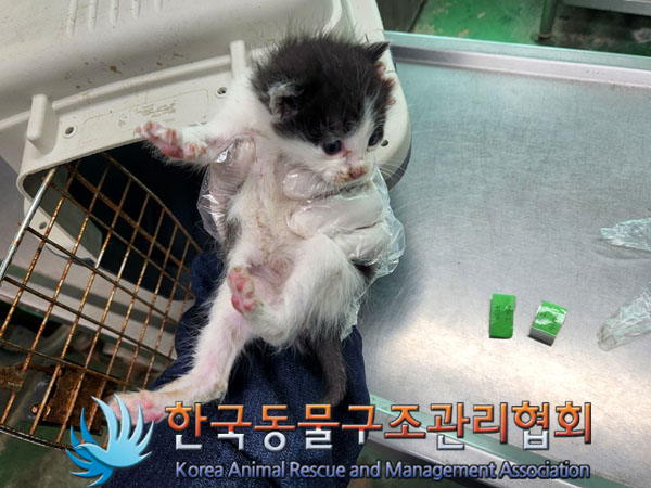한국동물구조관리협회_411305202300188