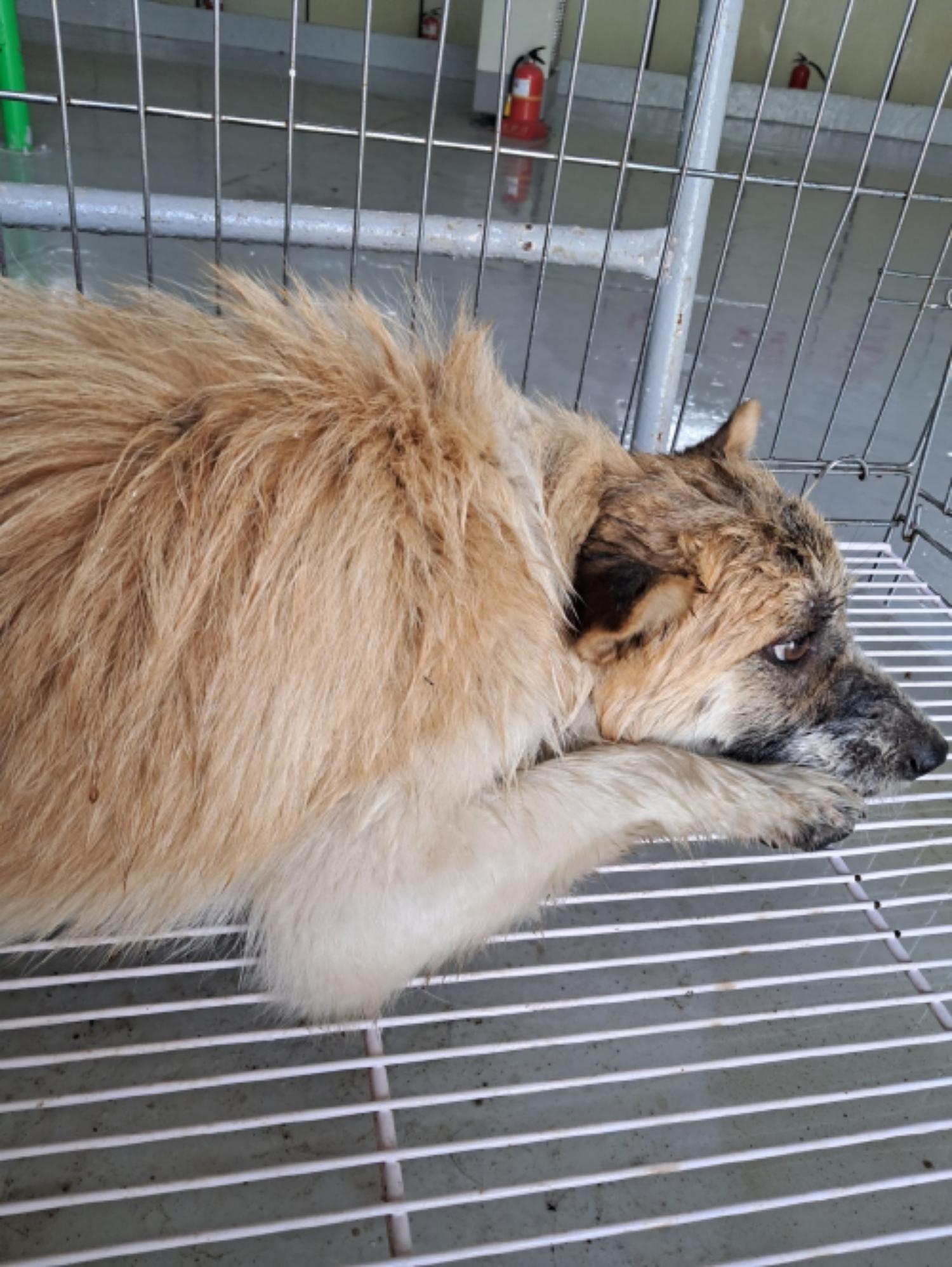 유기동물및관리협회_448535202300585