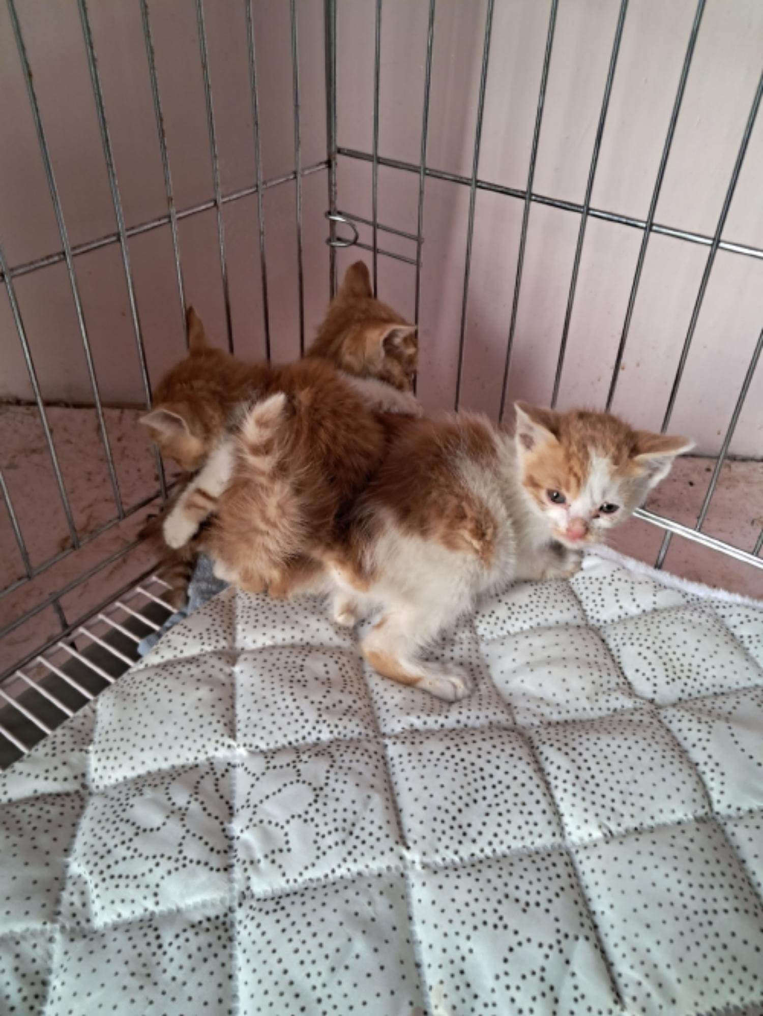 유기동물및관리협회_448535202300599