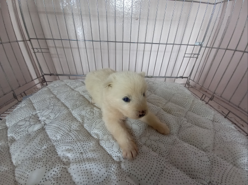 유기동물및관리협회_448535202300595