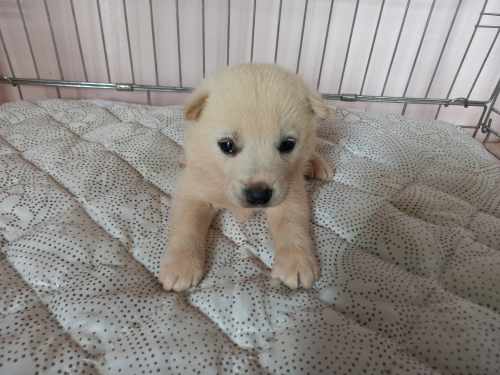 유기동물및관리협회_448535202300593