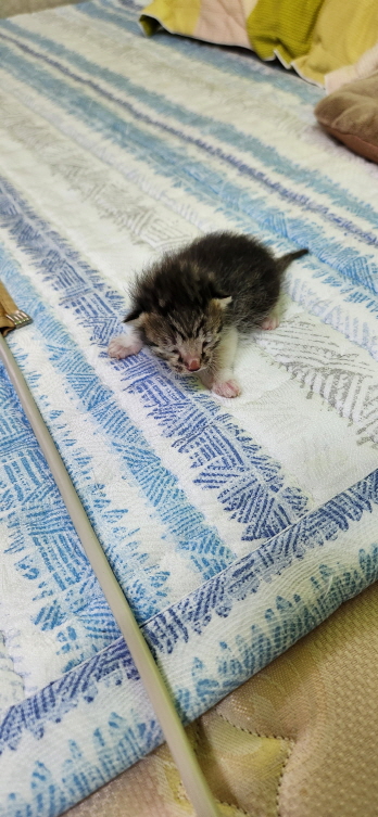 익산유기동물보호소_445468202300914