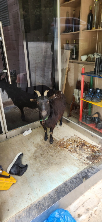 익산유기동물보호소_445468202300915