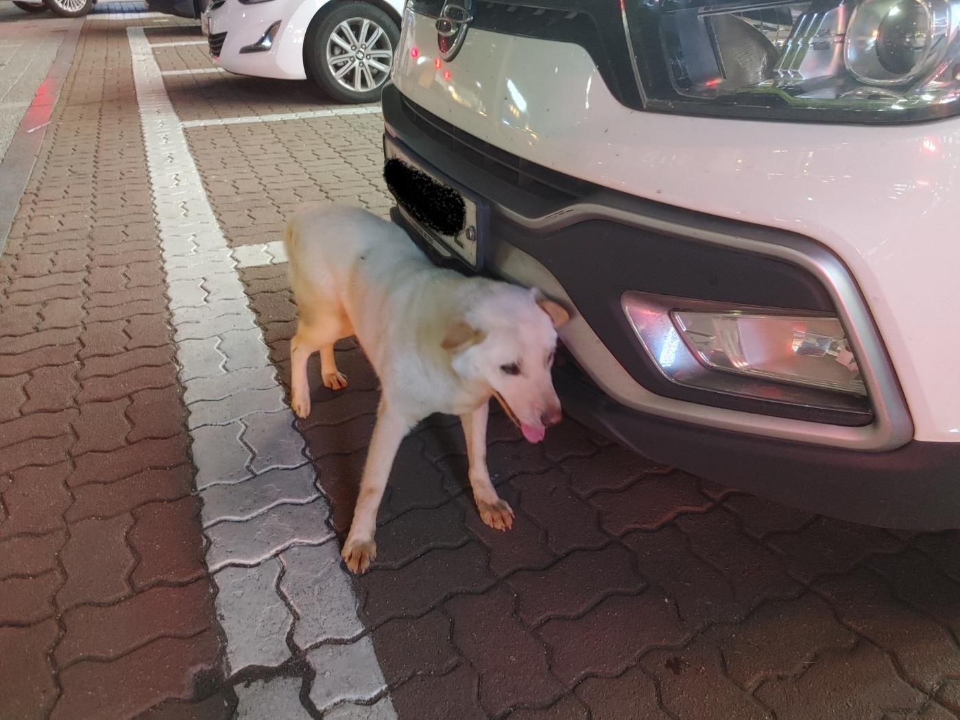 고양시동물보호센터_441394202300949