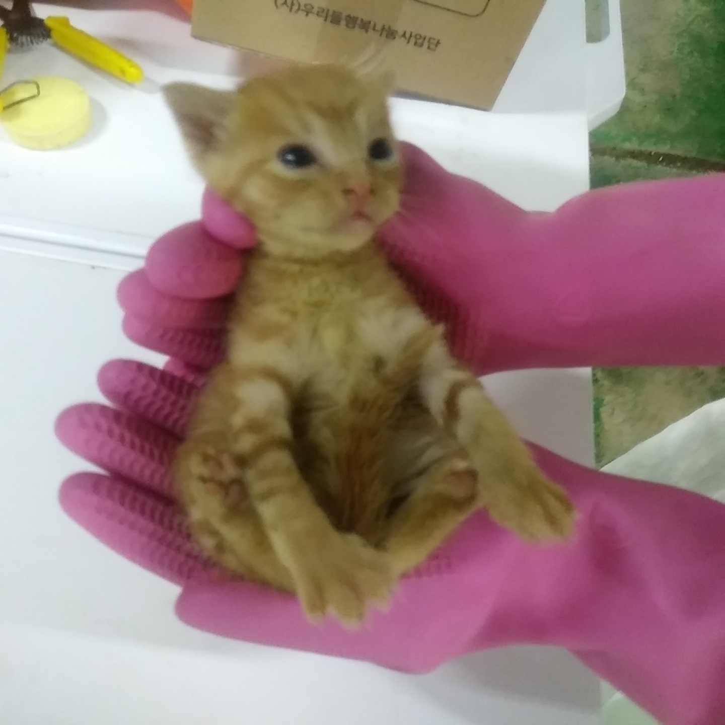 인천광역시수의사회_428352202300151