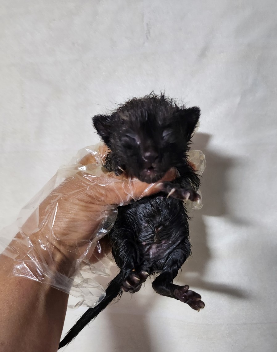 보호중 한국 고양이…