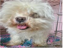 (사)유기동물및동물보호관리협회_426339202300071