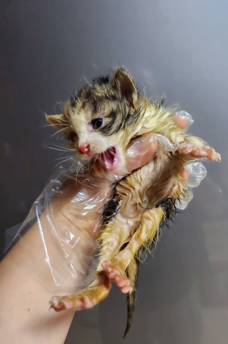 울산유기동물보호센터_431372202300186