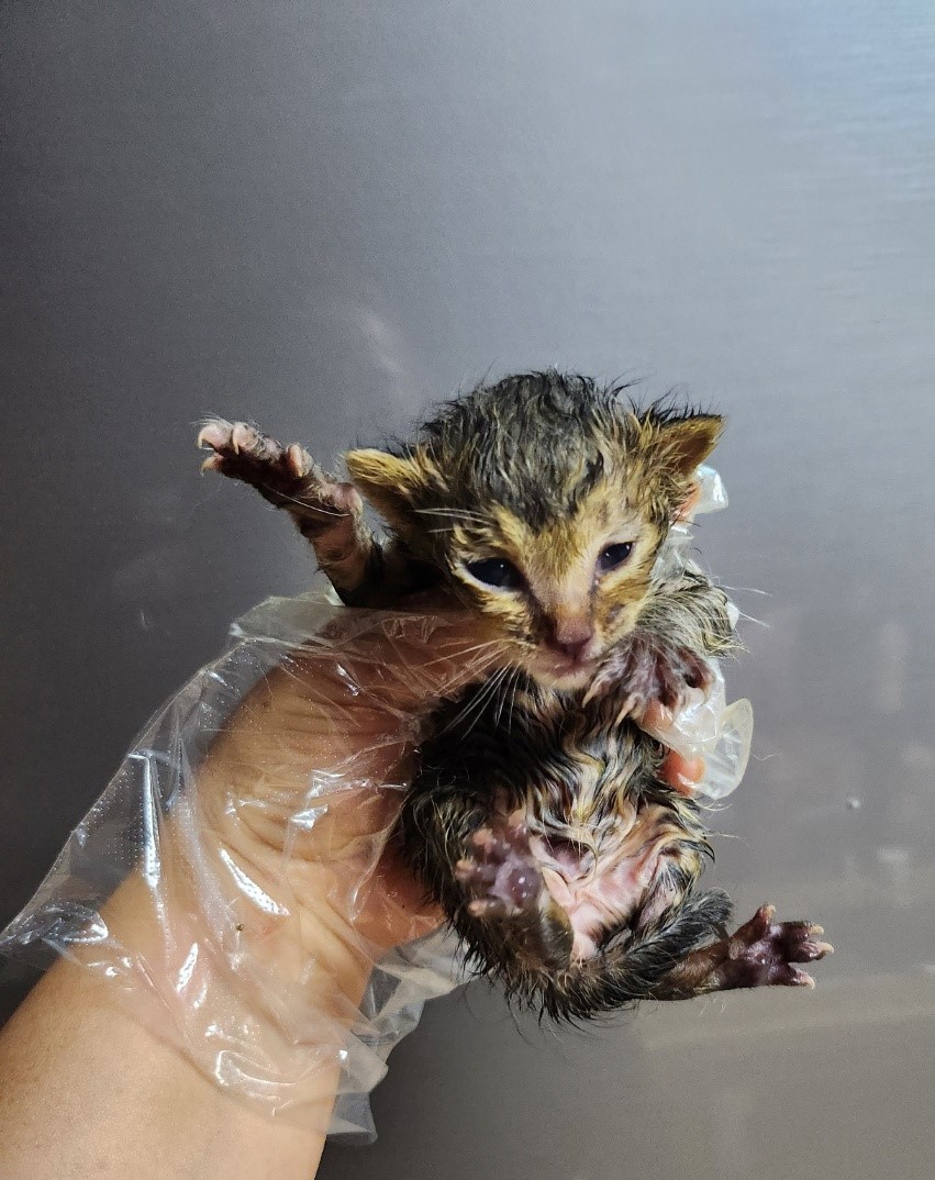 보호중 한국 고양이…