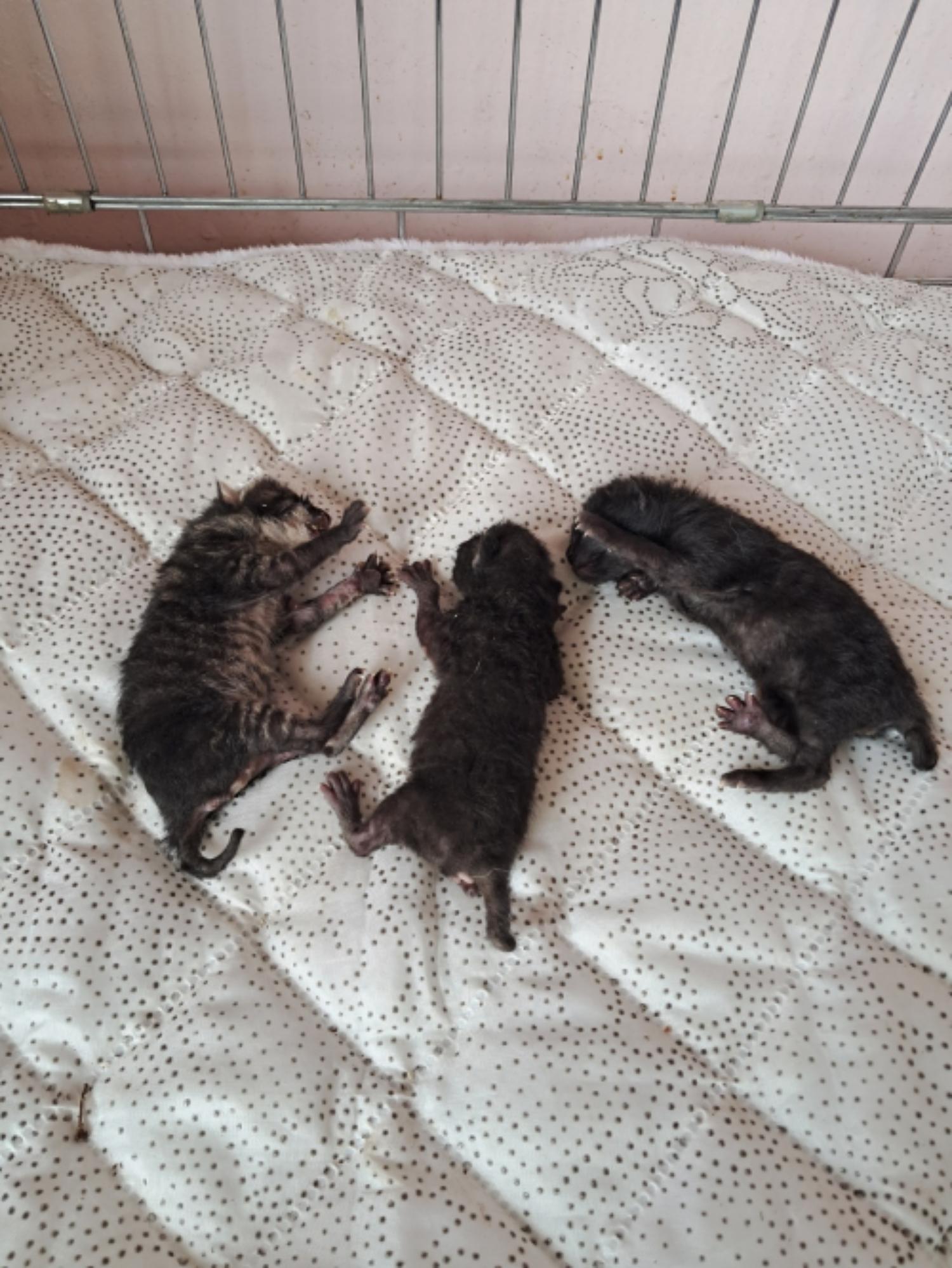 유기동물및관리협회_448535202300600