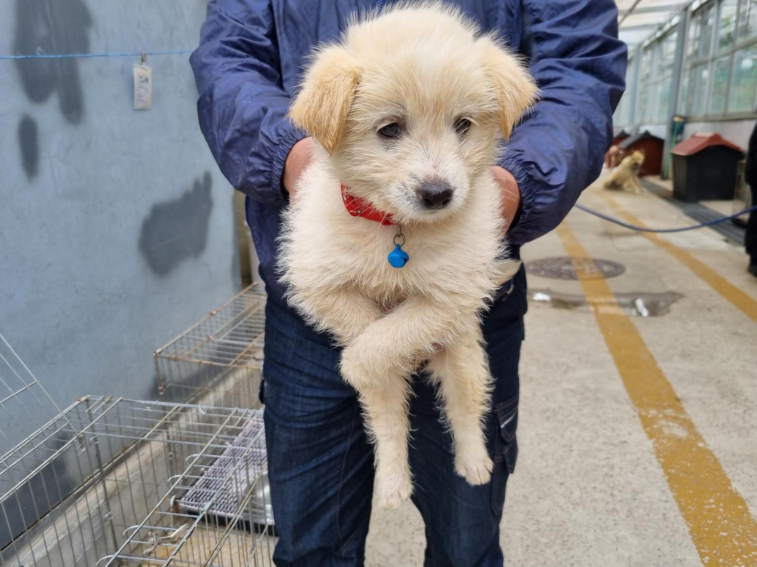 양산시 동물보호센터_448538202300228