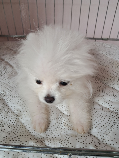 유기동물및관리협회_448535202300601