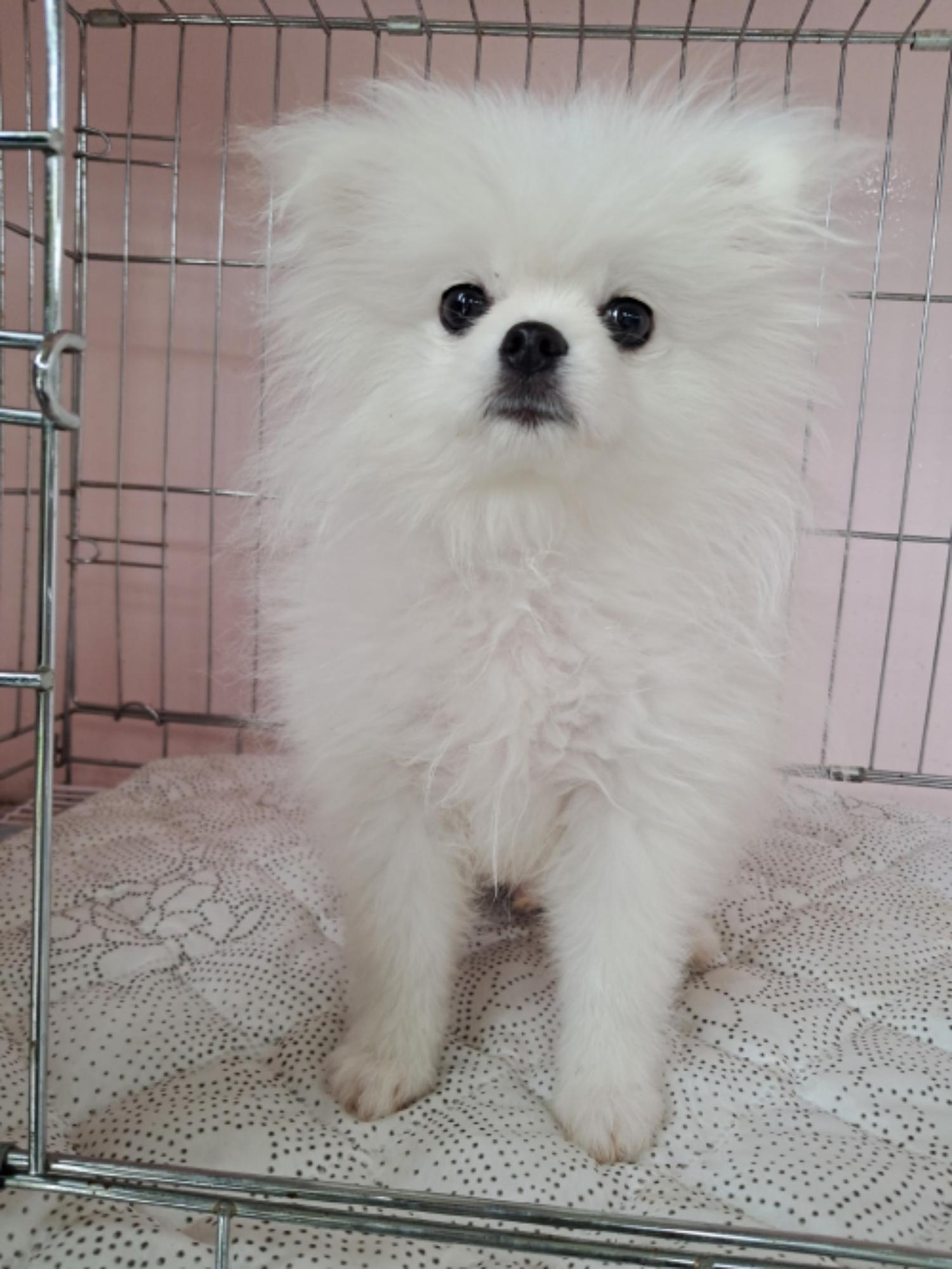 유기동물및관리협회_448535202300602