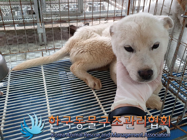 한국동물구조관리협회_441560202300455