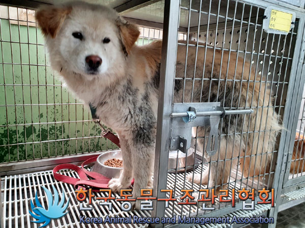 한국동물구조관리협회_411309202300168
