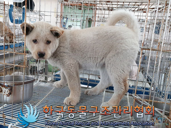 한국동물구조관리협회_441406202300585