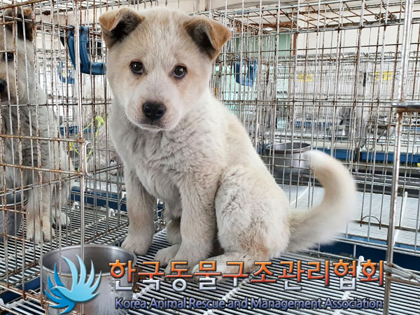 한국동물구조관리협회_441406202300586