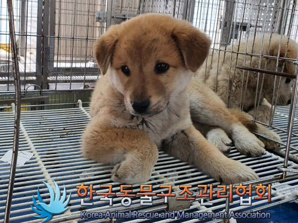 한국동물구조관리협회_441560202300453