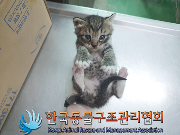 한국동물구조관리협회_411309202300171