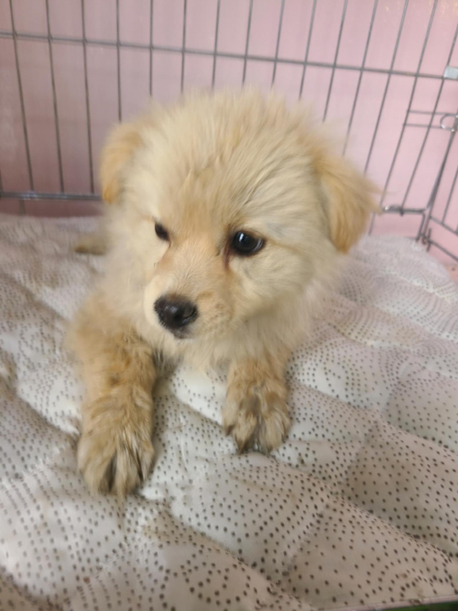 유기동물및관리협회_448535202300607