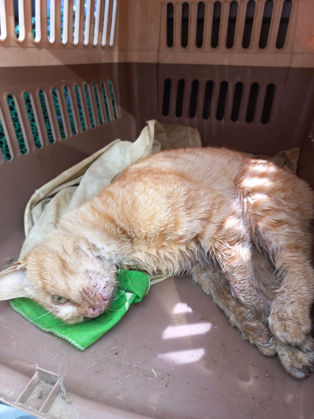 보호중 한국 고양이…