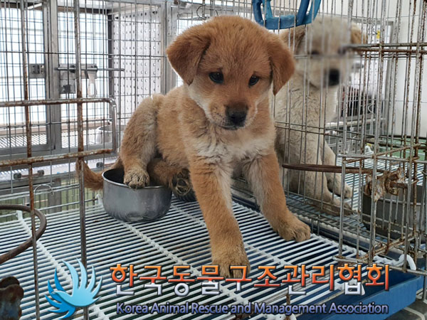 한국동물구조관리협회_441560202300451
