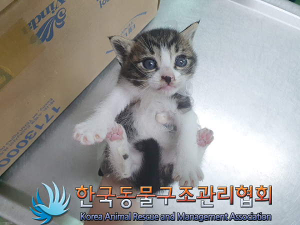 한국동물구조관리협회_411309202300170