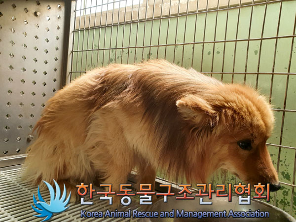 한국동물구조관리협회_441559202300350
