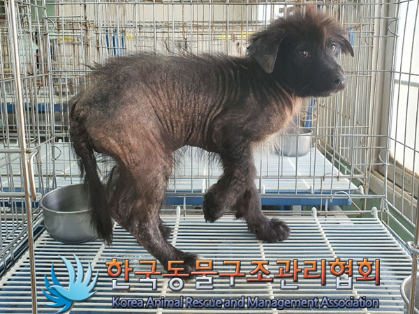 종료(입양) 믹스견…
