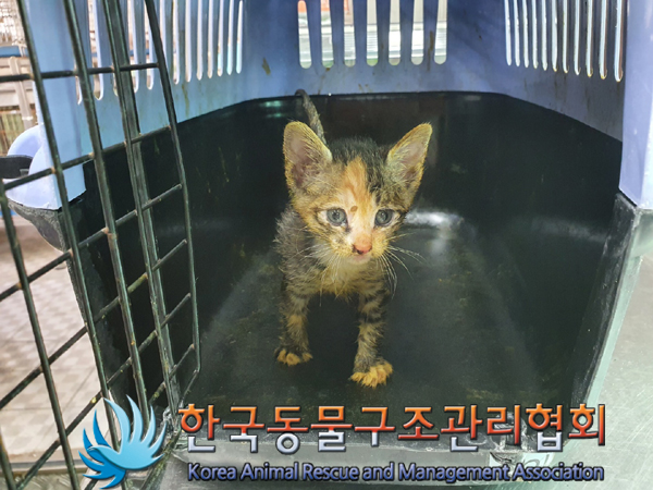 한국동물구조관리협회_411323202300339