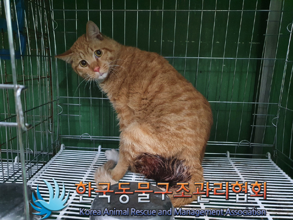 종료(안락사) 한국…