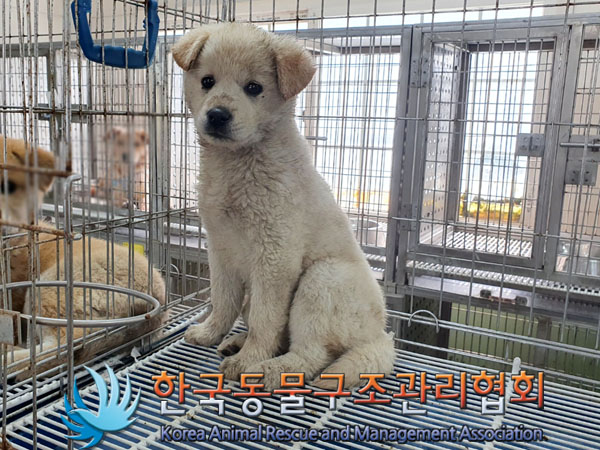 한국동물구조관리협회_441560202300452