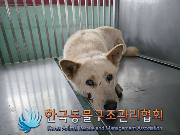 한국동물구조관리협회_441404202300171