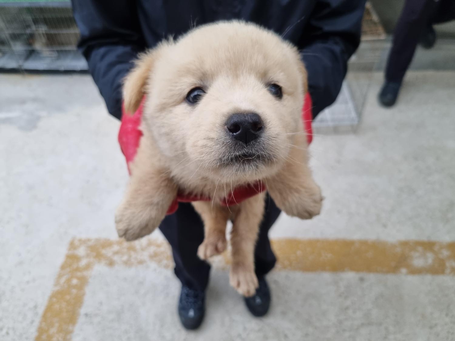 양산시 동물보호센터_448538202300234