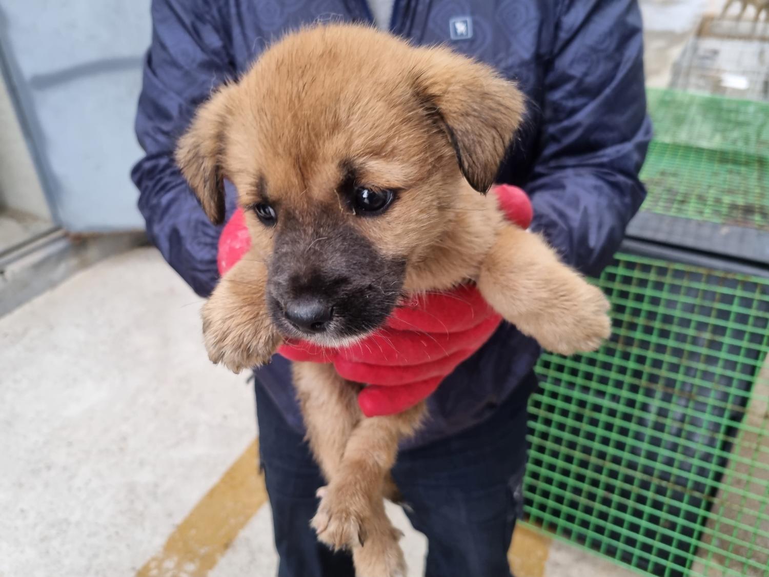 양산시 동물보호센터_448538202300231