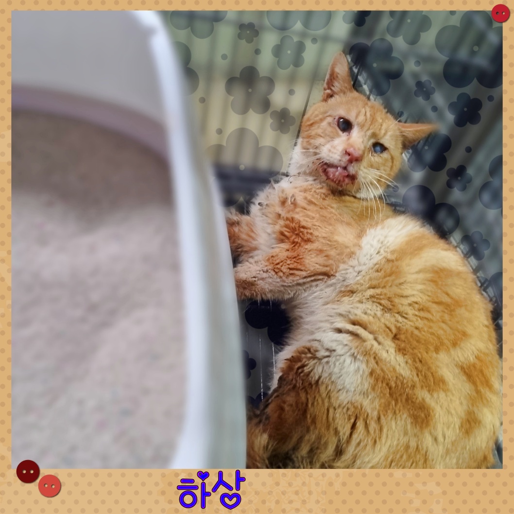 군산유기동물보호센터_445467202300718