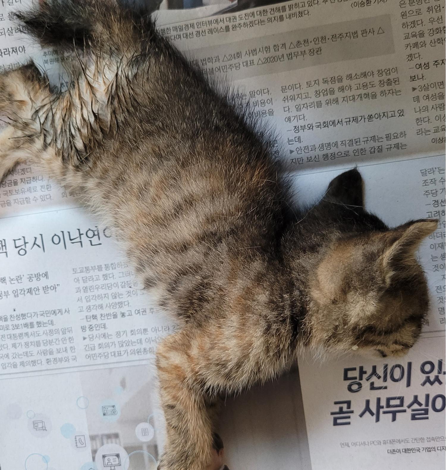 대구유기동물보호협회_427347202300318