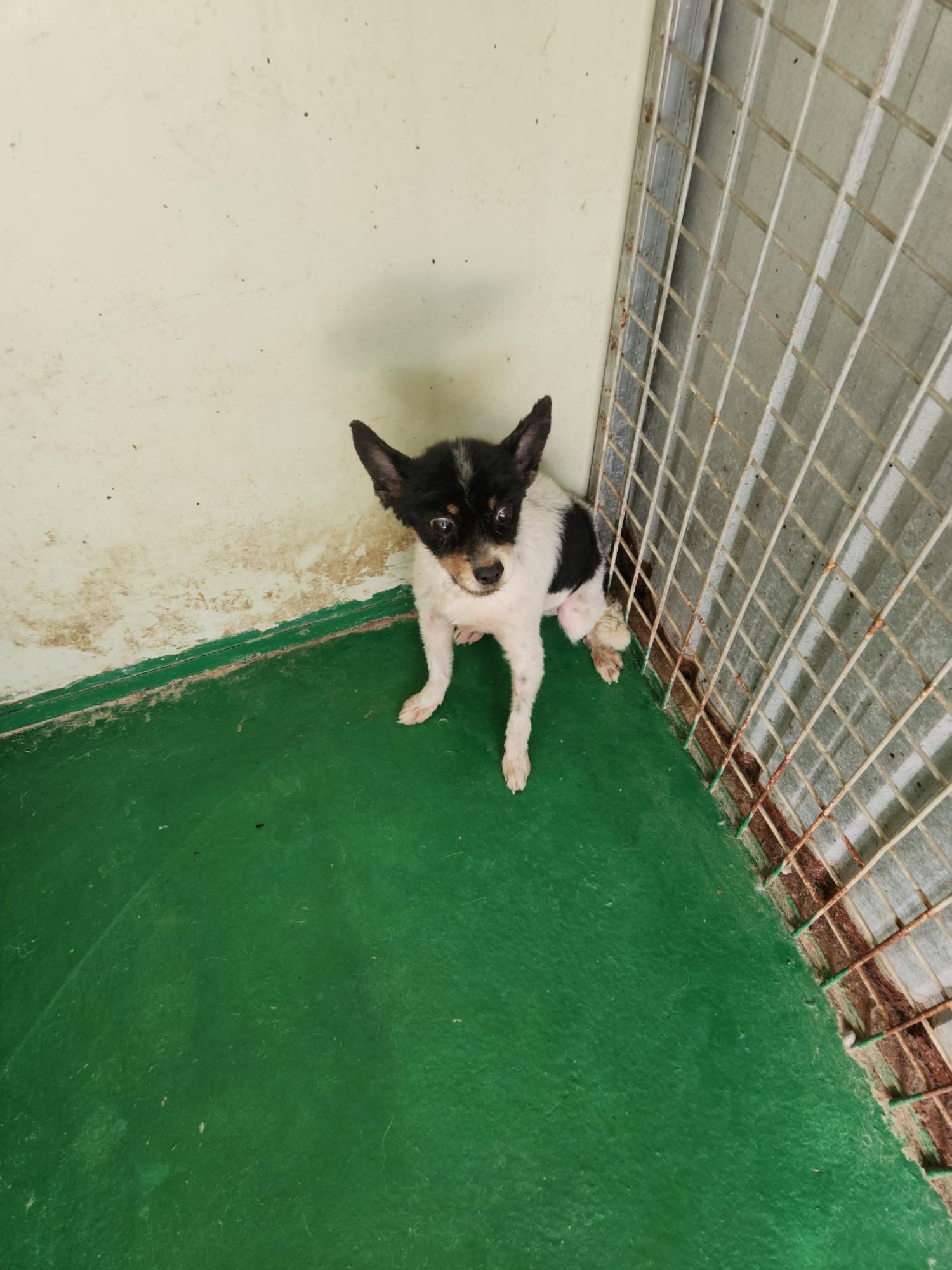 예천군유기동물보호소_447523202300346