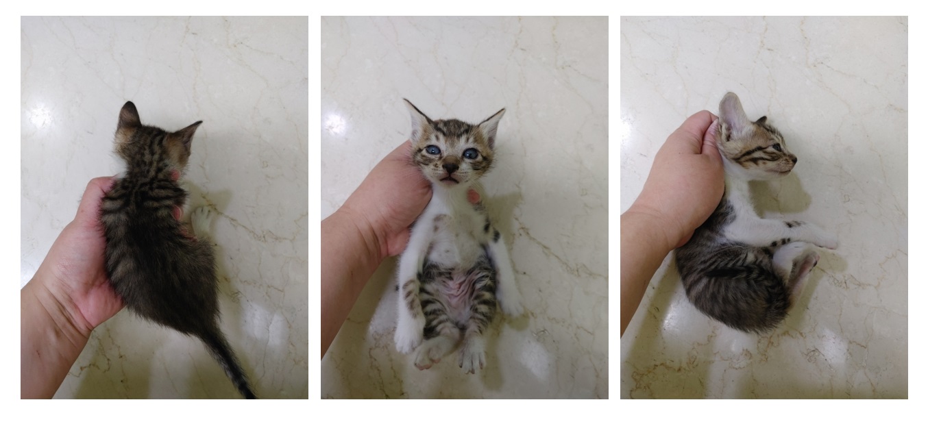 스타캣츠_441393202300697