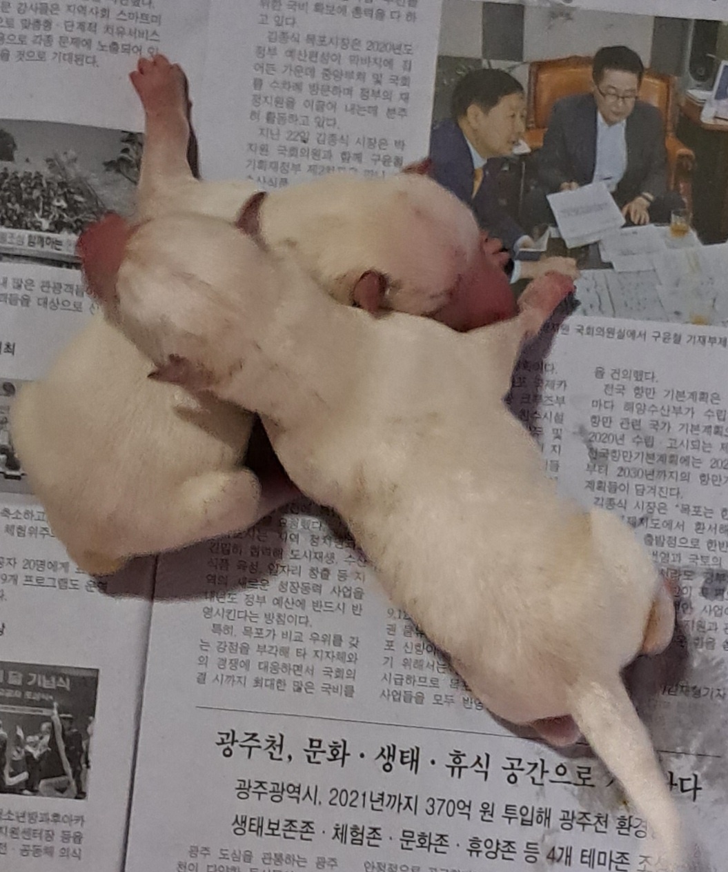 목포시유기동물보호소_446480202300385