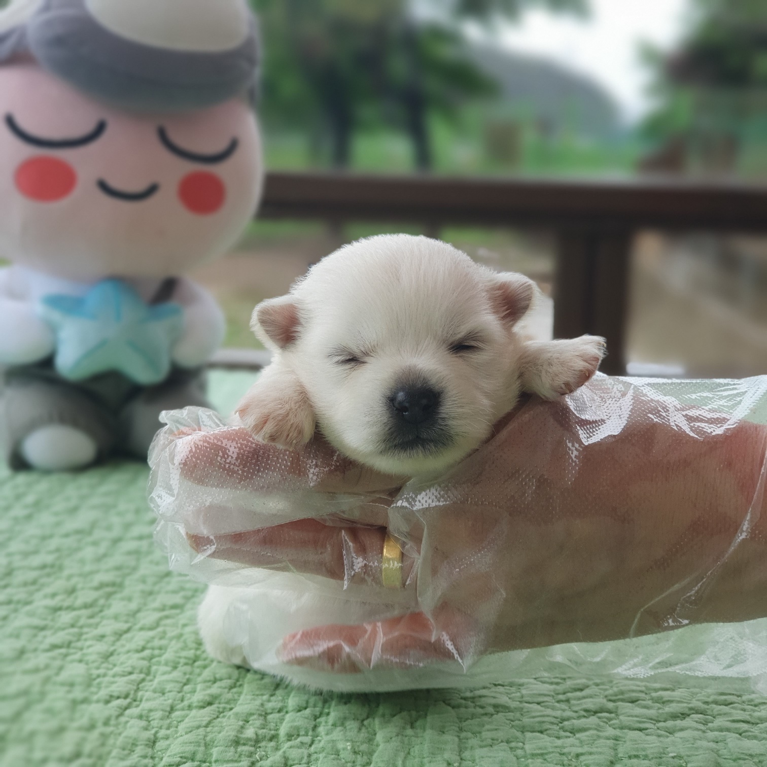 군산유기동물보호센터_445467202300752