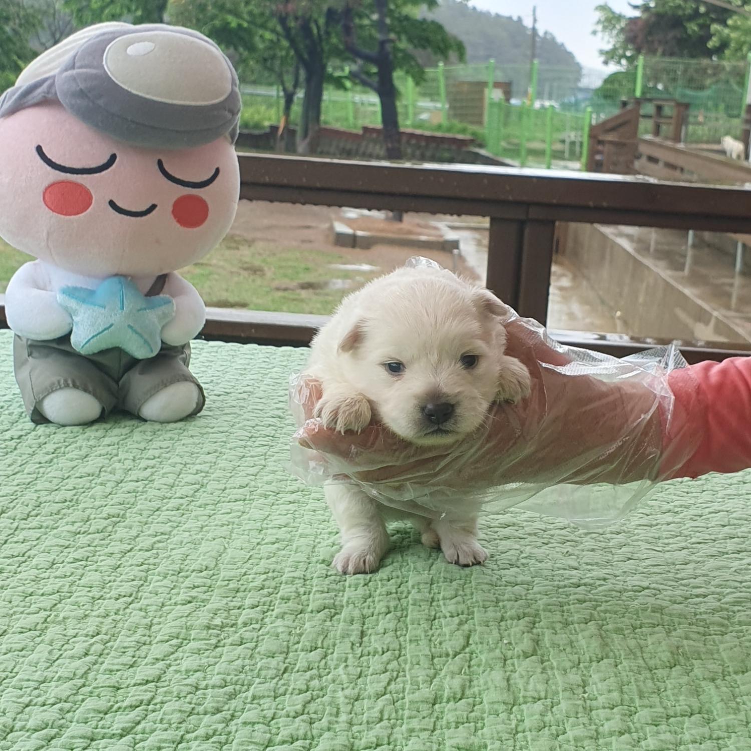 군산유기동물보호센터_445467202300749