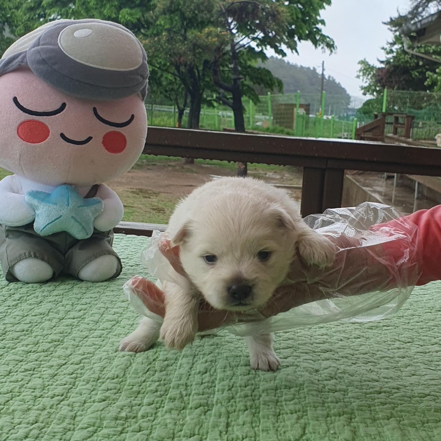 군산유기동물보호센터_445467202300750