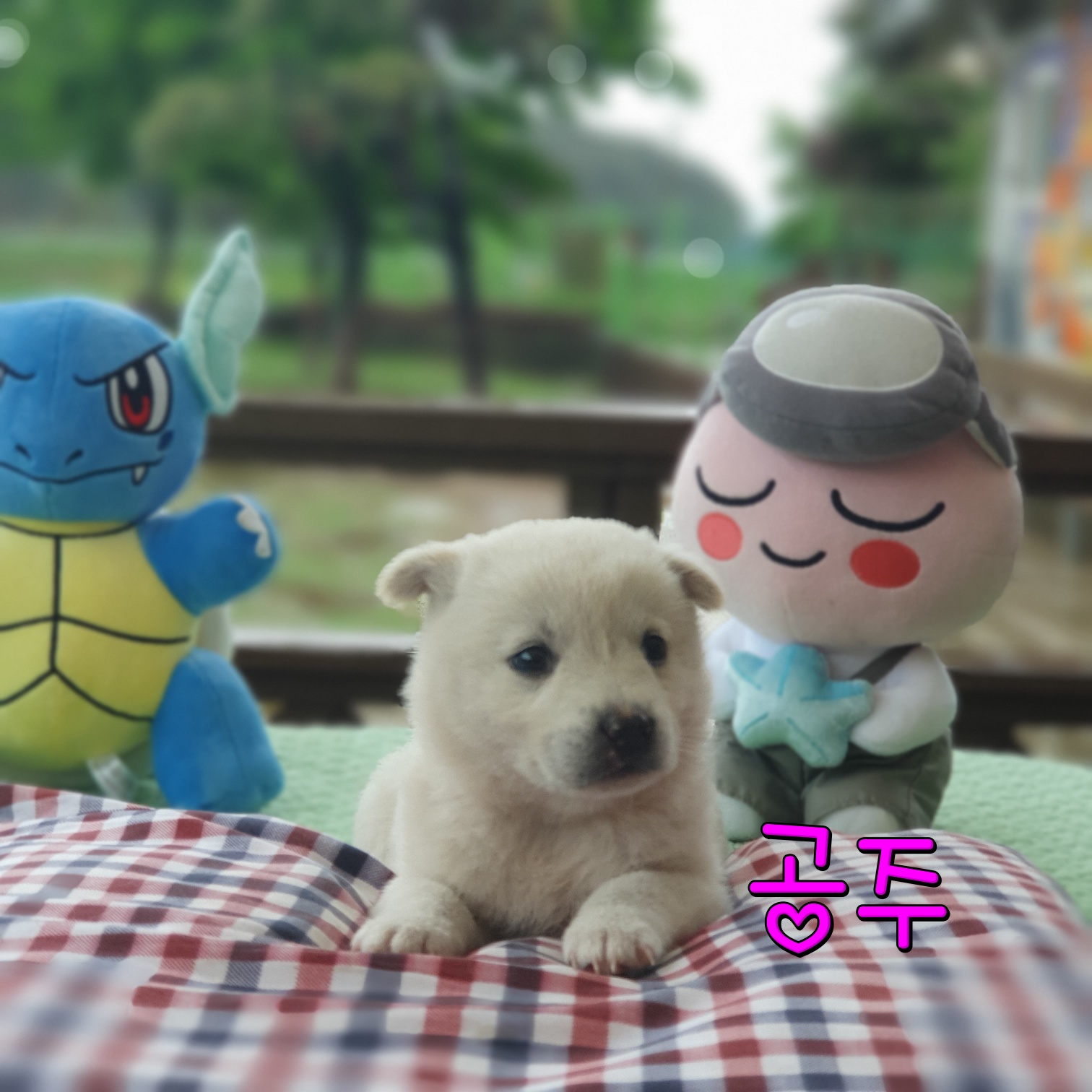 군산유기동물보호센터_445467202300762