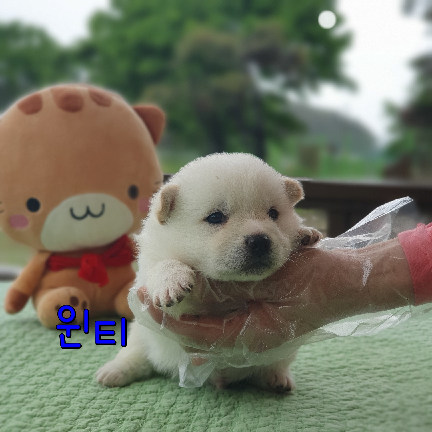 군산유기동물보호센터_445467202300754