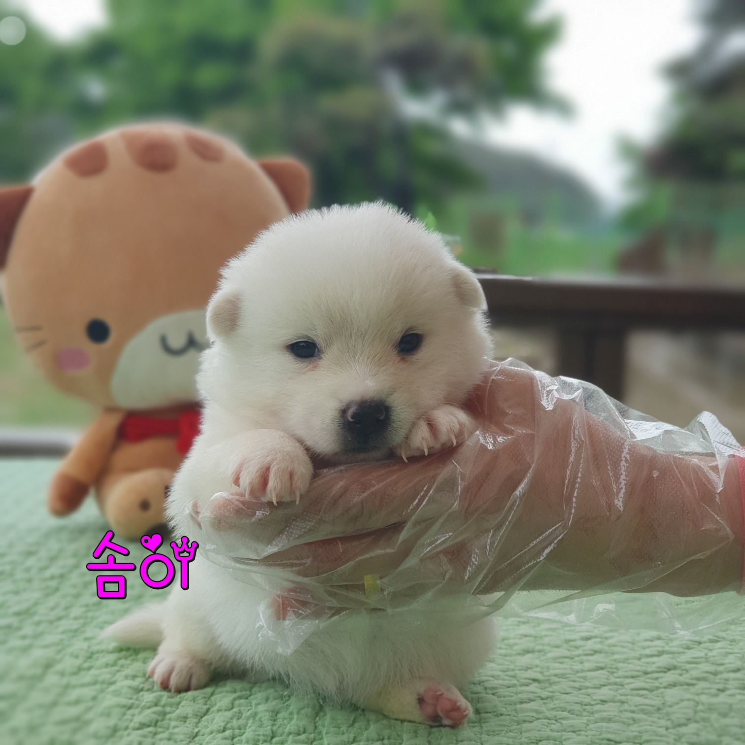 군산유기동물보호센터_445467202300756