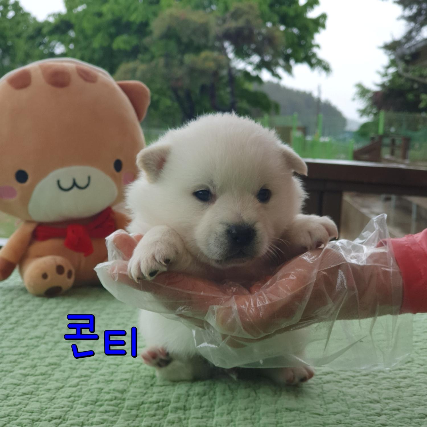군산유기동물보호센터_445467202300755