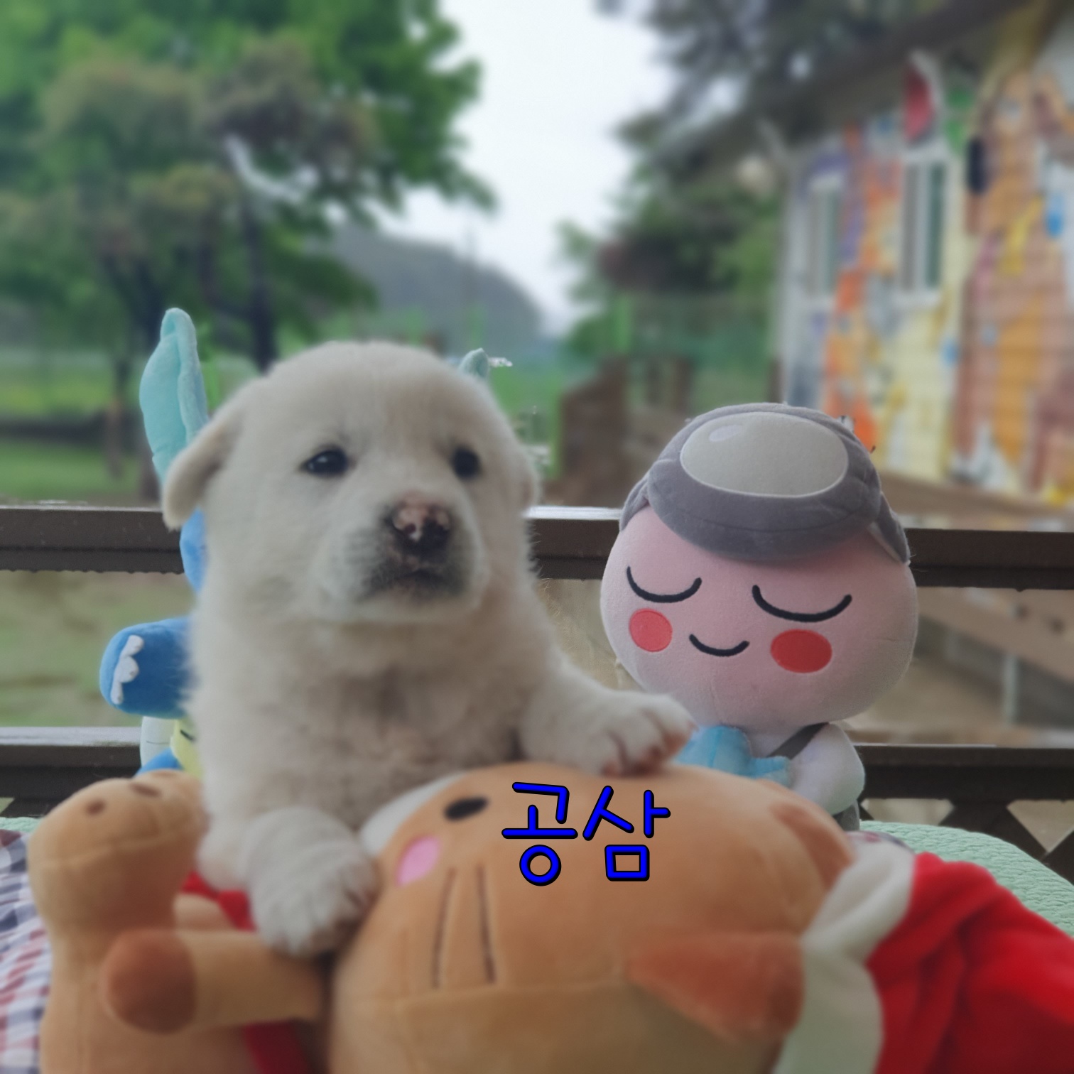 보호중 믹스견의 가…